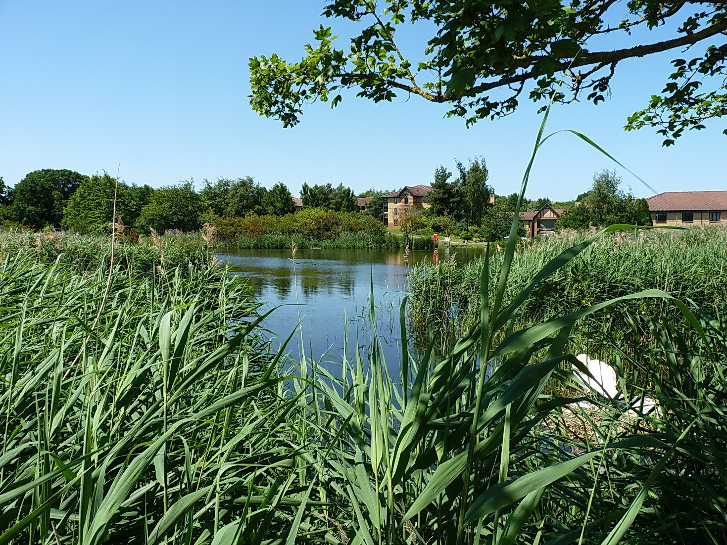 Compton Pools